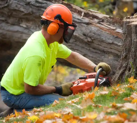 tree services Ypsilanti